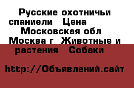 Русские охотничьи спаниели › Цена ­ 5 500 - Московская обл., Москва г. Животные и растения » Собаки   